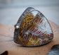 The Transition — A Fossilized Coral Ring in Oxidized Sterling Silver and 14kt Gold — Size 8
