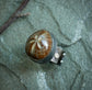 Star of the Seas — A Fossilized Sea Biscuit Adjustable Ring in Oxidized Sterling Silver and 14kt Gold — Size 8 1/2 to 9/12