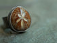 Star of the Seas — A Fossilized Sea Biscuit Adjustable Ring in Oxidized Sterling Silver and 14kt Gold — Size 8 1/2 to 9/12
