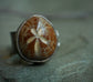 Star of the Seas — A Fossilized Sea Biscuit Adjustable Ring in Oxidized Sterling Silver and 14kt Gold — Size 8 1/2 to 9/12