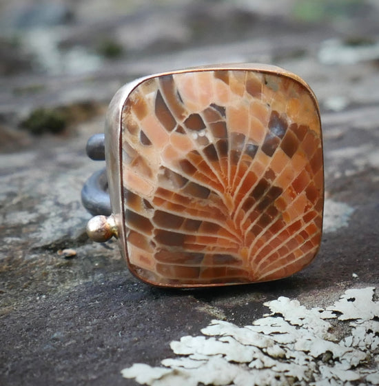 Cardinal Feather — A Fossilized Coral Ring in Oxidized Sterling Silver and 14kt Gold — Size 8 1/2