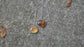 Music to my Ears — A Pair of Montana Agate Drop Earrings in Sterling Silver and Gold