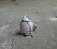 Autumnal Petal — A Brecciated Lilac Mookaite Ring in Sterling Silver and Solid 14kt Gold — Size 6 to 6 1/4